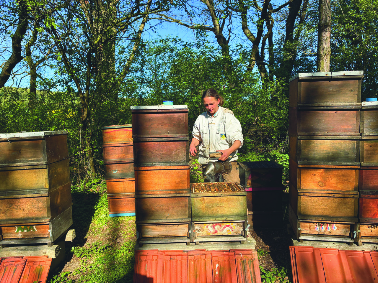 Imkerin an den Bienenstöcken der Schaumburger Waldimkerei